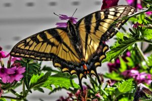 Schmetterlinge in Kanada - Schwalbenschwanz