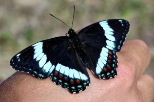 Schmetterlinge in Kanada - weißer Admiral Oberseite