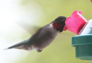 Kolibris in Kanada