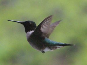 Hummingbirds Canada - Kolibris in Kanada - Rubinkehlkolibri (Archilochus colubris), Männchen