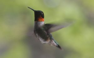 Kolibris in Kanada - Hummingbirds Canada - Rubinkehlkolibri (Archilochus colubris), Männchen