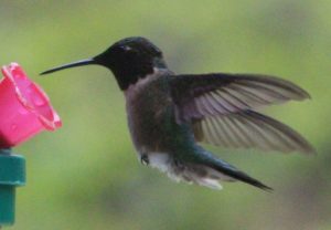 Hummingbirds Canada - Rubinkehlkolibri (Archilochus colubris), Männchen