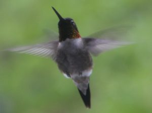 Hummingbirds Canada - Hummingbirds Canada - Rubinkehlkolibri (Archilochus colubris), Männchen