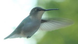 Hummingbirds Canada - Rubinkehlkolibri (Archilochus colubris), Weibchen