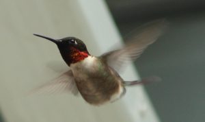 Rubinkehlkolibri (Archilochus colubris), Männchen