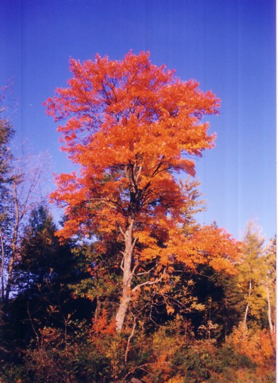 Indian Summer in Kanada