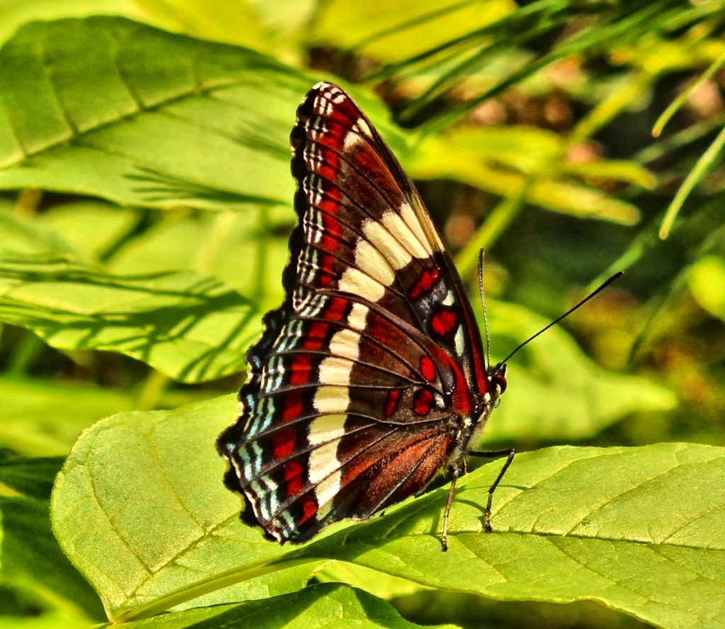 Schmetterlinge in Kanada - weißer Admiral Unterseite