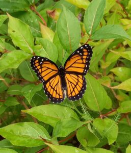 Schmetterlinge in Kanada - Schwalbenschwanz