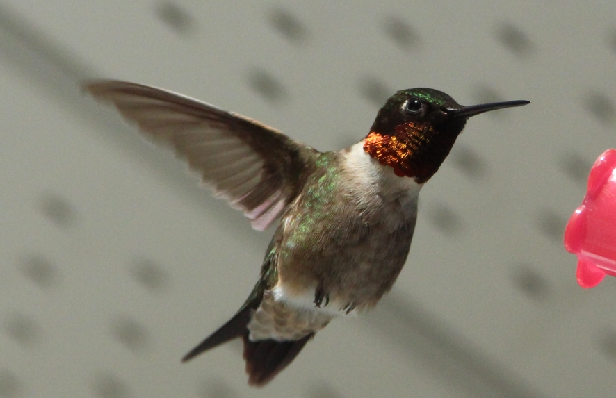 Hummingbirds - Climatic zones of Canada